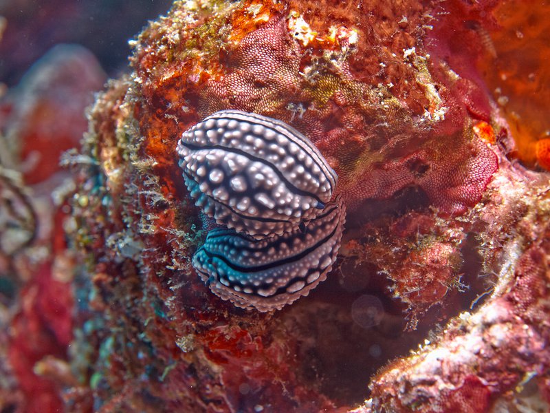 Wart slug, Batee Tokong